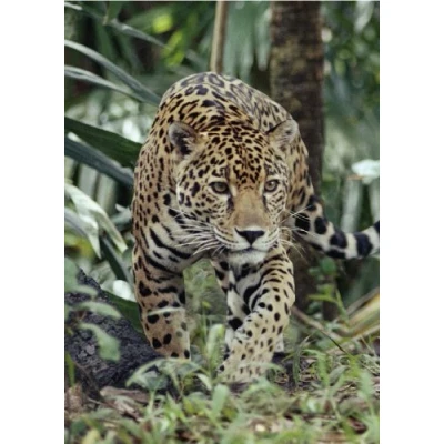 Abbildung von Edition Colibri 3 D Postkarte / Ansichtskarte Wildkatzen: JAGUAR (10022)