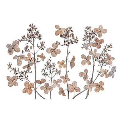 Abbildung von Papermoon Fototapete »Photo Art MANDY DISHER, HORTENSIE PANIKULATA«