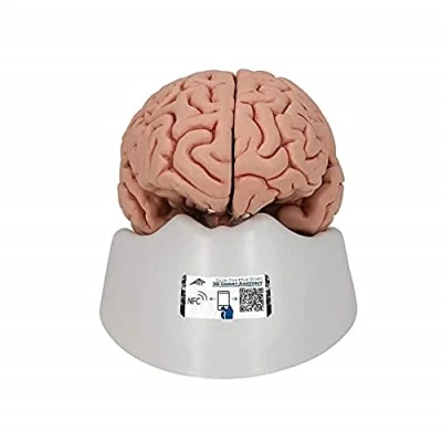 Abbildung von 3B Scientific Menschliche Anatomie Klassik Gehirn, 5 teilig + kostenlose App Smart Anatomy