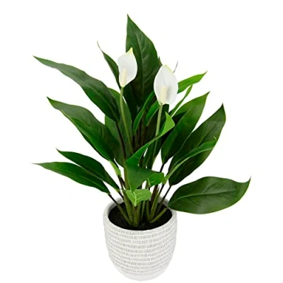 Abbildung von Künstliche Spathiphyllumpflanze im Topf Anthurie Calla Flamingoblume Flamingo Blume exotische Pflanze mit weißen Blüten Flamingopflanze Kunstpflanze Dekopflanze Kunstblume Deko Zimmerpflanze Blumen
