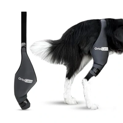 Abbildung von Ortocanis Kniebandage Hund Hinterbein für das rechte Bein Hergestellt aus Neopren ARD Bei Kreuzbandriss, Bänderverletzungen, Patellaluxation oder Osteoarthritis Größe X Large (14,2 16&quot;)