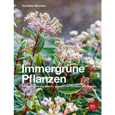 Abbildung von Immergrüne Pflanzen: Struktur, Farbe und Blüten Gestalten mit Gehölzen Stauden (BLV Pflanzenpraxis)