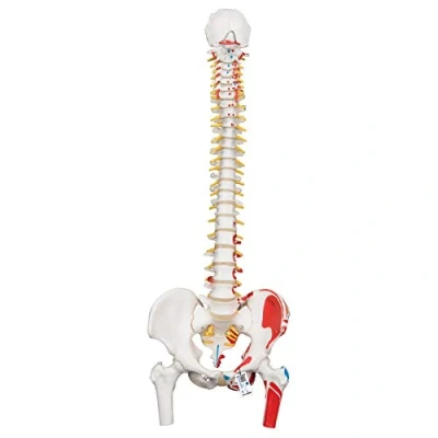 Abbildung von 3B Scientific Menschliche Anatomie Bemaltes klassisches flexibles Wirbelsäulenmodell mit Oberschenkelstümpfen und Muskeldarstellung + kostenlose App Smart Anatomy