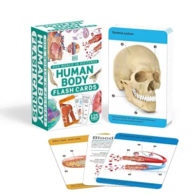 Abbildung von Our World in Pictures Human Body Flash Cards (DK Pictures)