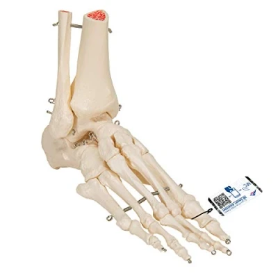 Abbildung von 3B Scientific A31 Fuß und Sprunggelenk Skelettmodell + kostenlose Anatomie App Smart Anatomy