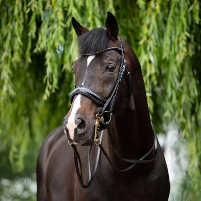 Abbildung von HB Kandarenzaum Special for You Schwarz Warmblut Agradi.deVerkauft von Agradi