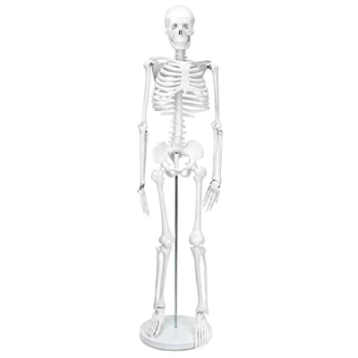Abbildung von QWORK® Skelett Modell, 85 cm, Menschliches Anatomisches flexibel, Für Medizinisches Lehren Display Tool
