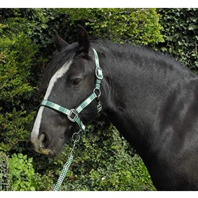 Abbildung von Rhinegold Carnival Headcollar &amp; Rope Karnevals Halfter und Seil, Grün (Green Check), Cob