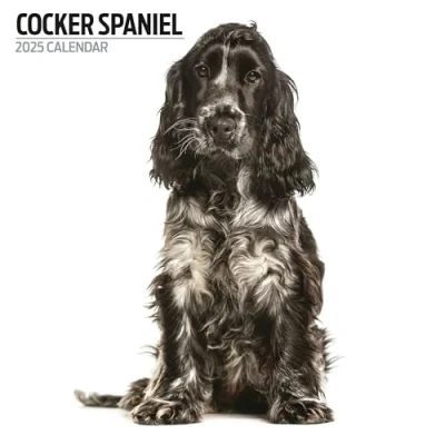 Abbildung von Cocker Spaniel Kalender 2025 Modern