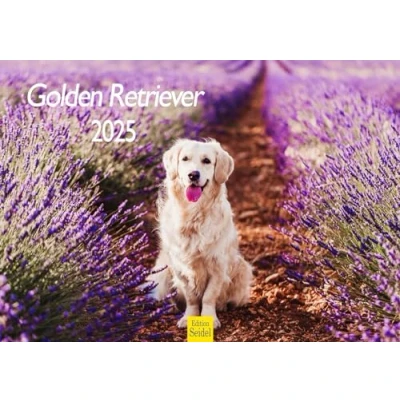 Abbildung von Edition Seidel Premium Kalender Golden Retriever 2025 Format DIN A3 Wandkalender Hundekalender Hund Welpe Hunderasse Haustier