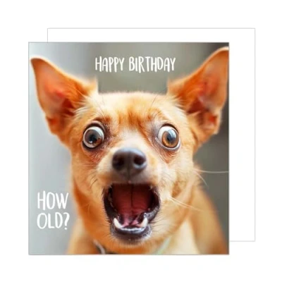 Abbildung von Edition Seidel Premium quadratische Geburtstagskarte mit Umschlag. Glückwunschkarte Happy Birthday Billet Tier Karte Kinder Mann Frau Cooler Hund Humor Lustig (GQ157 SW024)