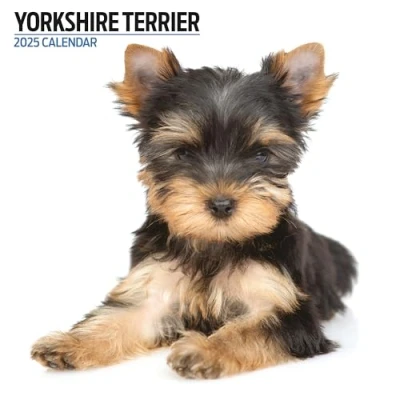Abbildung von Yorkshire Terrier 2025 Moderner Kalender