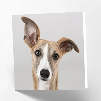 Abbildung von Maturi Blanko Grußkarte mit Motiv Windhund