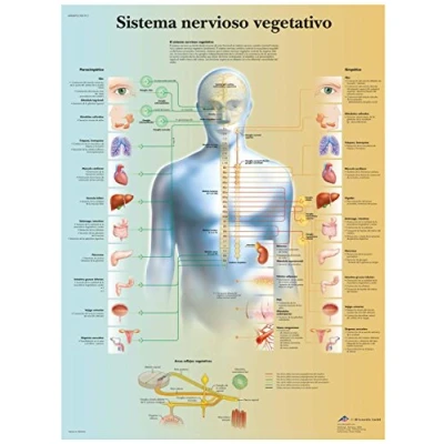 Abbildung von 3B Scientific Papier bedruckt, Nervensystem Syndrom, 1