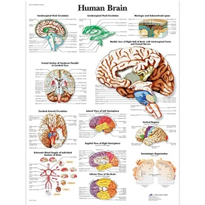 Abbildung von 3B Scientific Lehrtaffel Human Brain Englisch