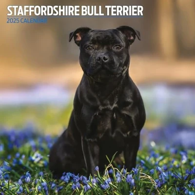 Abbildung von Staffordshire Bullterrier 2025 Traditioneller Kalender