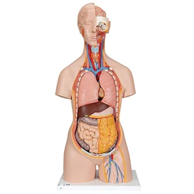 Abbildung von 3B Scientific Classic Torso Modell, klassische Ausführung, geschlechtsneutral, offener Nacken/Rücken, 18 teilig + kostenlose Anatomie App Smart Anatomy