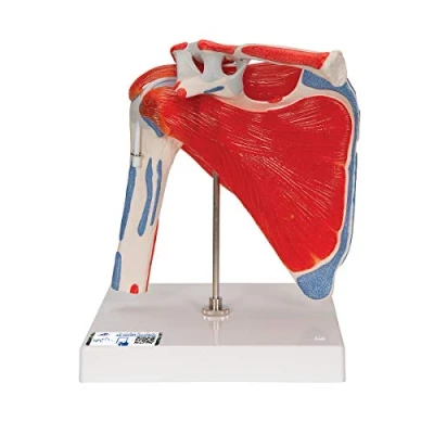 Abbildung von 3B Scientific A880 Schultergelenk mit Rotatormanschette, 5 teilig + gratis Anatomie Software Smart Anatomy