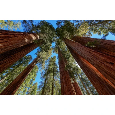 Abbildung von Papermoon Fototapete »BÄUME NATUR LANDSCHAFT HERBST WALD BERGE GEBIRGE HIMMEL«