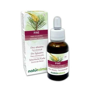 Abbildung von Pine oder Schottische Kiefer (Pinus sylvestris) Bach Blüten Naturalma Tropfen 30 ml Alkoholfreier Flüssigextrakt Blütenessenzen Vegan und alkoholfrei