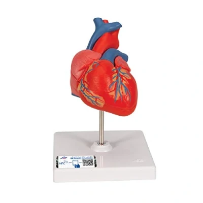 Abbildung von 3B Scientific Menschliche Anatomie Klassik Herzmodell, 2 teilig + kostenlose App Smart Anatomy