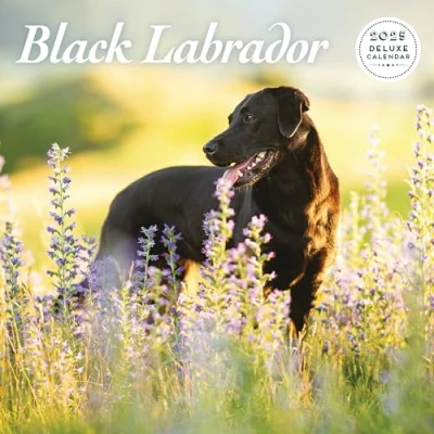 Abbildung von Labrador Black 2025 Deluxe Kalender