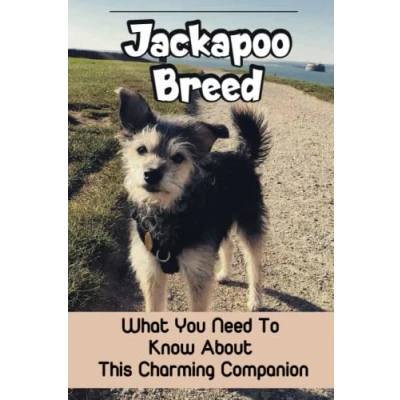 Abbildung von Jackapoo Breed: What You Need To Know About This Charming Companion