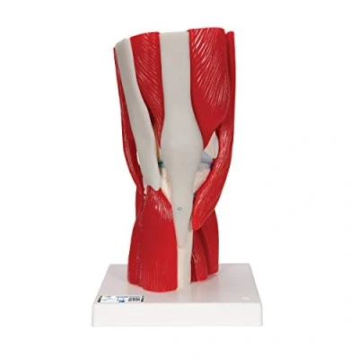 Abbildung von 3B Scientific Menschliche Anatomie Kniegelenkmodell mit abnehmbaren Muskeln, 12 teilig + kostenlose App Smart Anatomy, A882