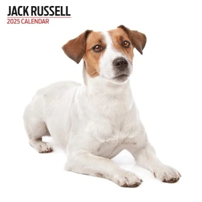 Abbildung von Jack Russell Kalender 2025 Modern