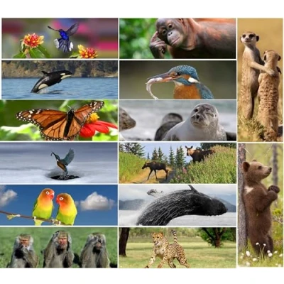 Abbildung von EDITION COLIBRI 14 Lesezeichen: Tiere Lentikular Lesemarken Set mit Wackeleffekt/Wechselbildern (Flips) für Kinder, Geschenk Schulanfänger oder Mitgebsel Kindergeburtstag, Adventskalender