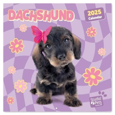 Abbildung von Kalender 2025 Wandkalender Grupo Erik Studio Pets Dachs Familienplaner 30 x cm Jahreskalender 12 Monate