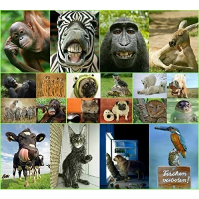 Abbildung von Edition Colibri LUSTIGE TIERE Set 3: alles verschiedene Postkarten mit frechen und lustigen Tieren (20 Ansichtskarten) für Kinder, Sammler Postcrossing