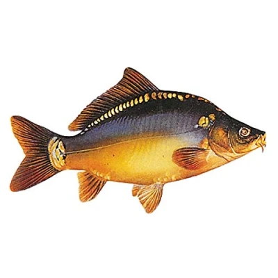 Abbildung von Jenzi Angeln Fisch Aufkleber ca.15cm, Modell:Karpfen