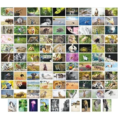 Abbildung von Bear and Bee 100 Tierpostkarten mit verschiedenen Motiven Postkarten Tiere (100 Fotokarten)