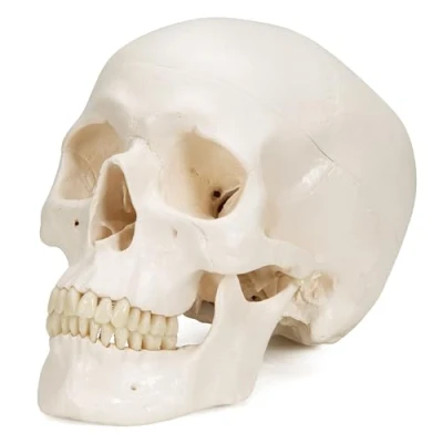 Abbildung von 3B Scientific Menschliche Anatomie Klassik Schädel mit magnetischen Verbindungen, 3 teilig + kostenlose App Smart Anatomy
