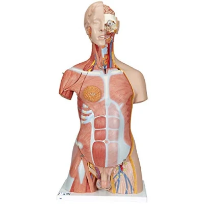 Abbildung von 3B Scientific B40 Deluxe Torso Modell mit Muskeln, in Luxus Ausführung, zweigeschlechtlich, 31 teilig + kostenlose Anatomie App Smart Anatomy