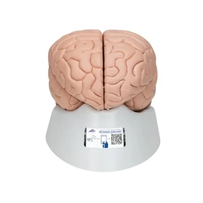 Abbildung von 3B Scientific Menschliche Anatomie Gehirnmodell, 8 teilig + kostenlose App Smart Anatomy, C17