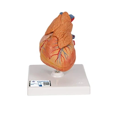 Abbildung von 3B Scientific Menschliche Anatomie Klassik Herzmodell mit Thymus, 3 teilig + kostenlose App Smart Anatomy, G08/1