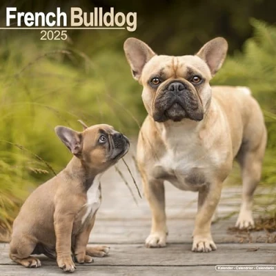 Abbildung von French Bulldog Französische Bulldoggen 2025 16 Monatskalender: Original Avonside Kalender [Mehrsprachig] [Kalender] (Wall Kalender)