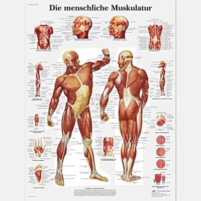 Abbildung von 3B Scientific Lehrtafel Die menschliche Muskulatur, VR0118UU