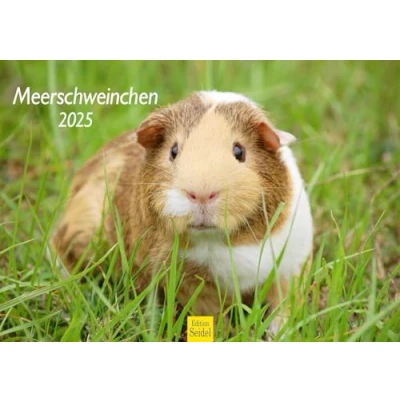 Abbildung von Edition Seidel Premium Kalender Meerschweinchen 2025 Format DIN A3 Wandkalender Tierkalender Haustier Meerschwein Nager