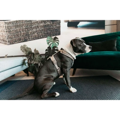 Abbildung von Kentucky Dog Harness Active Velvet