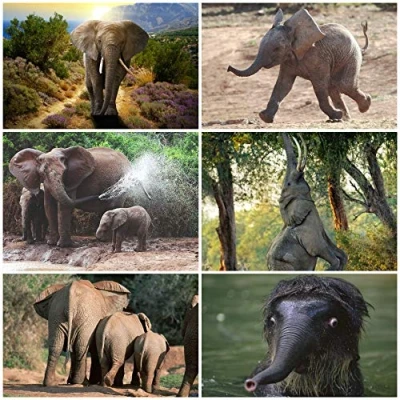 Abbildung von ELEFANTEN Tierpostkarten Set (6 Postkarten) mit 6 verschiedenen Elephanten Motiven von Edition Colibri