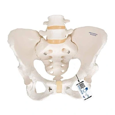 Abbildung von 3B Scientific Smart Anatomy A61 Beckenskelett für Damen + kostenlose Anatomie App