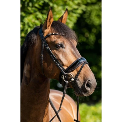 Abbildung von HB Showtime Trense Sweet Dreams Schwarz/Burgund Warmblut Agradi.deVerkauft von Agradi