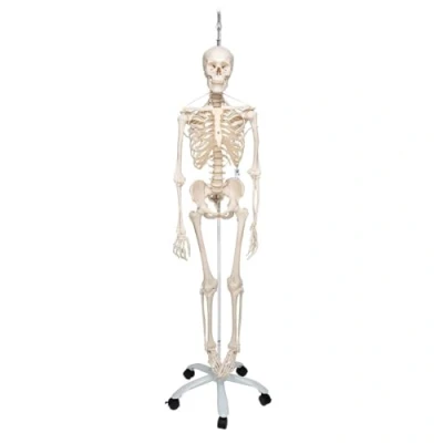 Abbildung von 3B Scientific Menschliche Anatomie Skelett Feldi Das funktionelle an Metallhängestativ Lebensgroß, inkl. kostenlose App A15/3S als Lernmodell oder Lehrmittel Smart Anatomy