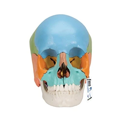 Abbildung von 3B Scientific Menschliche Anatomie Steckschädelmodell Didaktische Version, 22 tlg. + kostenlose App Smart Anatomy