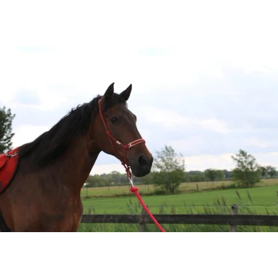Abbildung von F.R.A. Reit Ausbildungshalfte Pablo Profi 7 Ruchi Collection Nylon/Leder Grün/Rot Warmblut