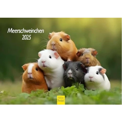 Abbildung von Edition Seidel Premium Kalender Meerschweinchen 2025 Format DIN A4 Wandkalender Tierkalender Haustier Meerschwein Nager