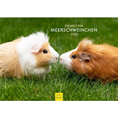 Abbildung von Edition Seidel Premium Kalender Die Welt der Meerschweinchen 2025 Format DIN A4 Wandkalender Tierkalender Haustier Meerschwein Nager